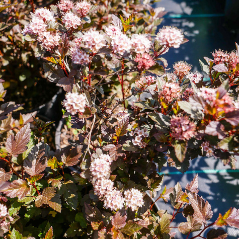 Pęcherznica kalinolistna Little Joker (C2)