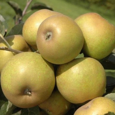 Duo Jabłoń Golden Delicious+Szara Reneta Plant Pack