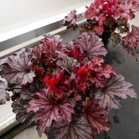 Żurawka ogrodowa Northern Exposure (C2)