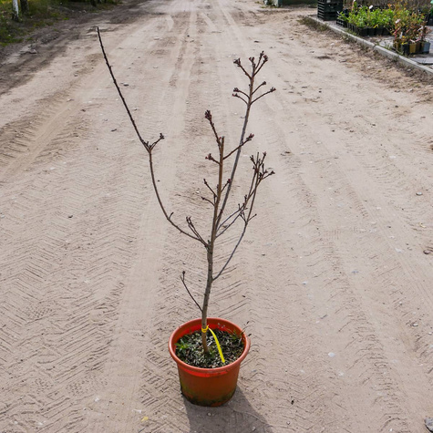 Perukowiec podolski (C2)