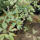 Peonia Piwonia drzewiasta 1 szt. mix kolorów (C2)