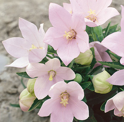 Rozwar wielkokwiatowy różowy SADZONKA