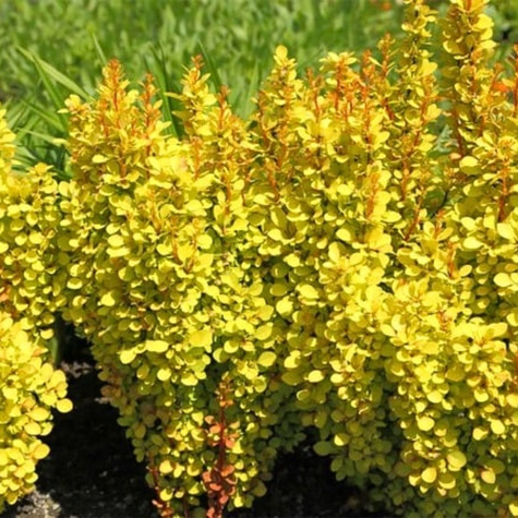 Berberys thunberga Sunbeam