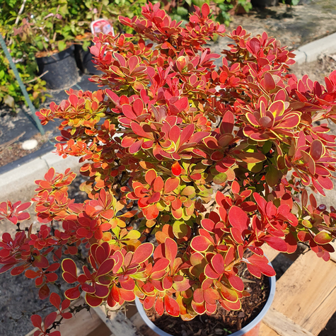 Berberys Thunberga Red Hot Chili (C2)