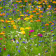 Łąka Kwietna Sezonowa Niespodzianka 2g mieszanka jednoroczna 