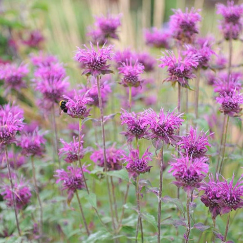 Pysznogłówka ogrodowa Scorpion (C2)