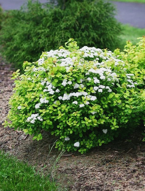 Tawuła brzozolistna Spirea betulifolia