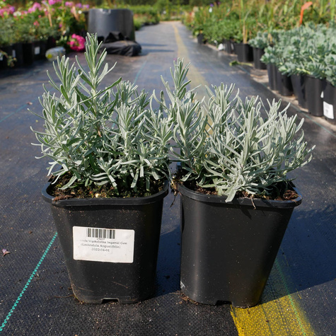 Lawenda Wąskolistna Imperial Gem (C2)