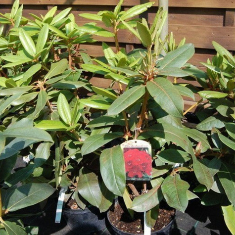 Rododendron Nova Zembla (C2)