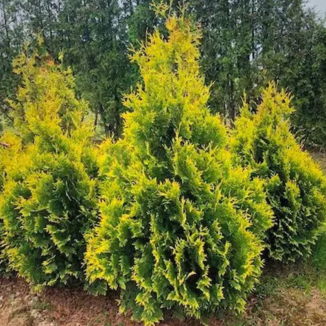 Thuja Tuja Żywotnik zachodni Yellow Ribon (C2)