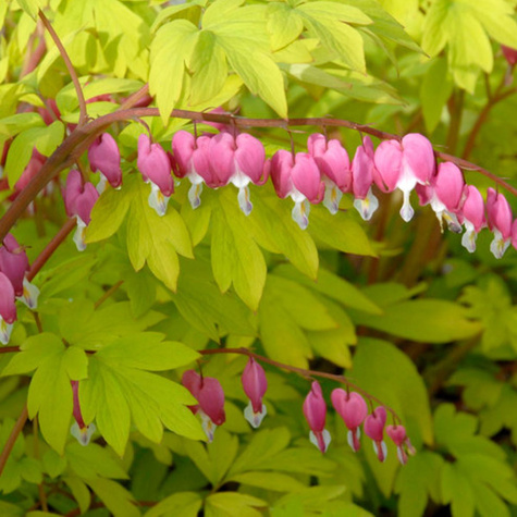 Serduszka Okazałe Różowe