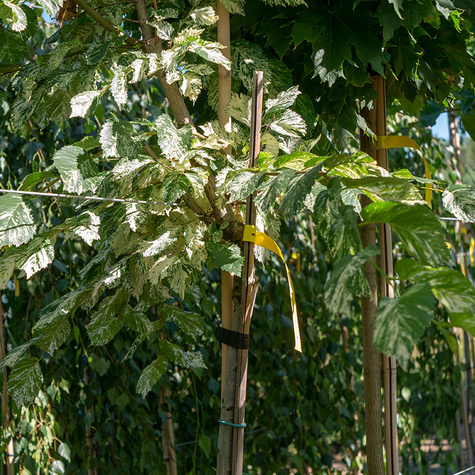 Wiąz Variegata szczepiony na pniu (Pa 140, obw. 8/10, H-180)