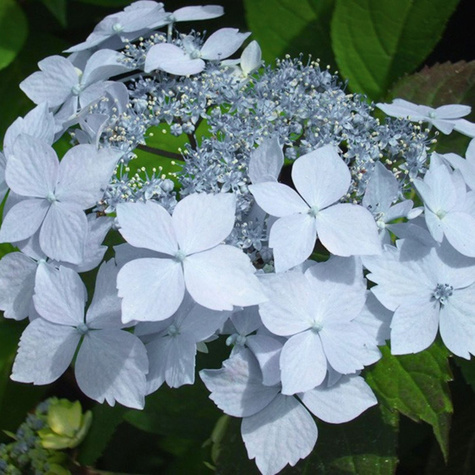 Hortensja piłkowana Blue Deckle (C2)