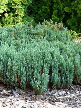 Jałowiec płożący Grey Pearl (C2)