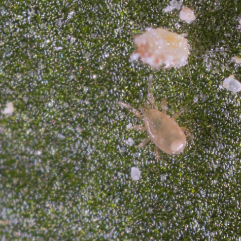 Dobroczynek wielożerny Thripex-V 50.000 1000ml