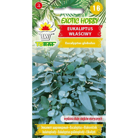 Eukaliptus właściwy (10 szt.)