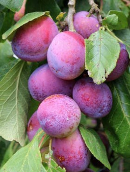 Śliwa Jubileum Plant Pack