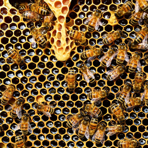 Propolis Kit pszczeli 50g na odporność