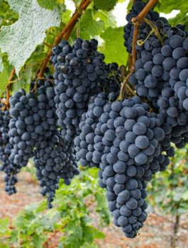 Winorośl winogrona Regent (C2)