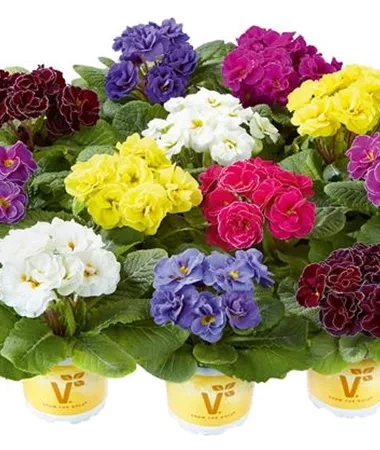 Prymulka Pierwiosnek Palazzo Mix sadzonka w doniczce