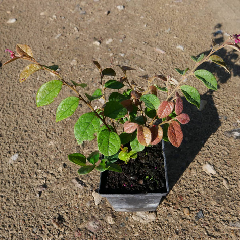 Loropetalum chińskie Fire Dance (C2)