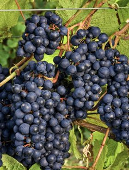 Winorośl winogrona Rondo (C2)