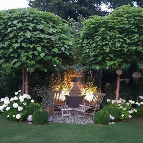 Katalpa Szczepiona Na Pniu Surmia Bignoniowa Nana