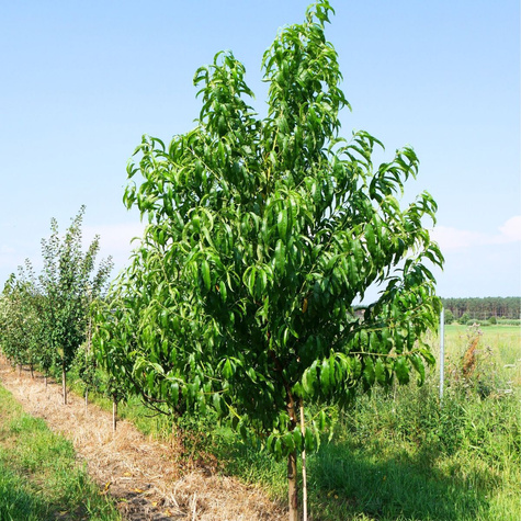 Brzoskwinia Harbinger Plant Pack