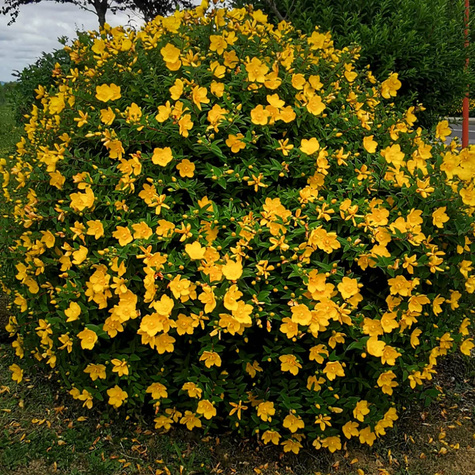 Dziurawiec Gemo (C2)