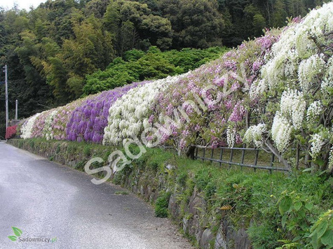 Glicynia chińska Wisteria Violacea