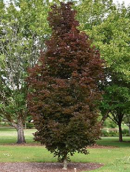 Klon pospolity Crimson Centry kolumnowy