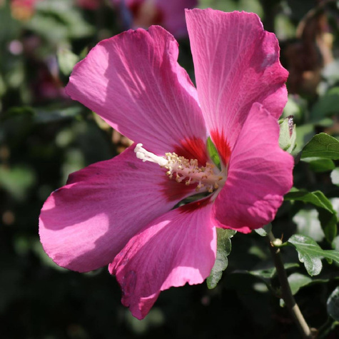 Ketmia syryjska Woodbridge (P9)