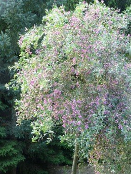 Słonisz Srebrzysty Miododajny Unikat Szczepiony Na Pniu