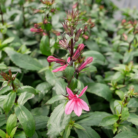 Lobelia okazała Starship Rose (C2)