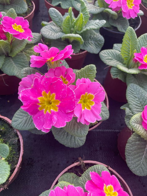 Prymulka Pierwiosnek ciemnoróżowa sadzonka w doniczce