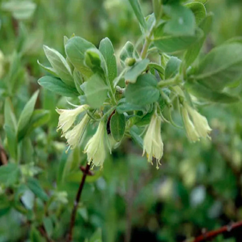 Jagoda kamczacka Tundra (C2)