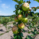 Jabłoń Antonówka Plant Pack