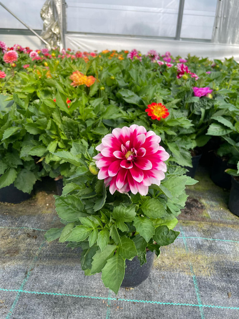 Dalia Lubega Power Burgundy & White