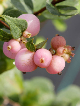 Śnieguliczka Doorenbosa 'Magic Berry' (C2)