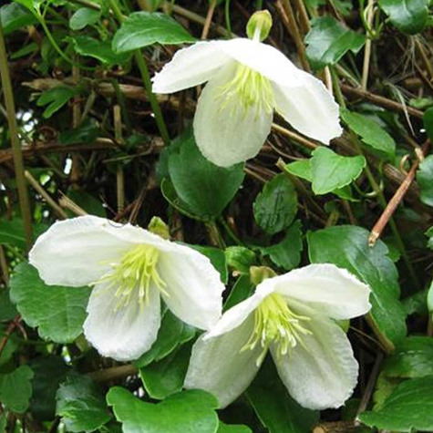 Powojnik cirrhosa Clematis Jingle Bells