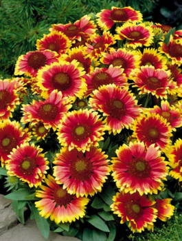 Dzianwa trwała Gailardia oścista mix1g