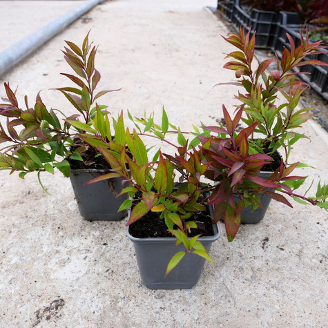 Żylistek mieszańcowy Nikko (P9)