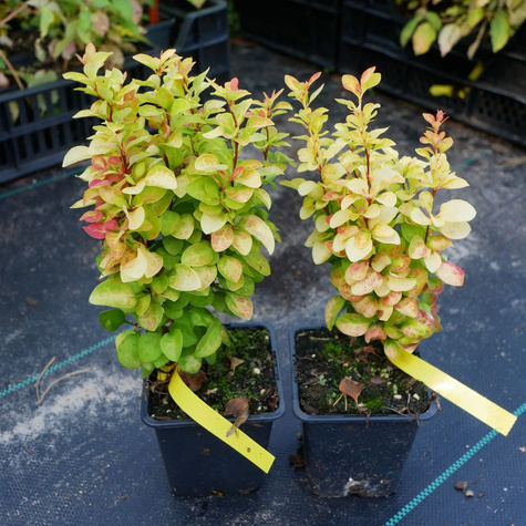 Berberys thunberga Summer Sunset (P9)