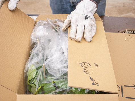 Poziomka Baron Multiplat 10szt