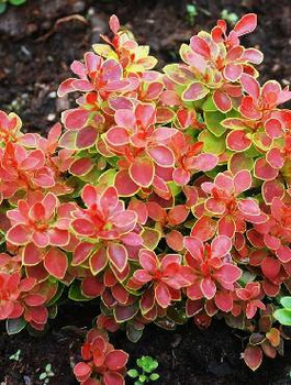 Berberys Thunberga Karlik (C2)