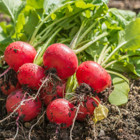 BIO Rzodkiewka National 2 Nasiona 5g