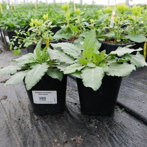 Szałwia omszona Salvatore (C2)