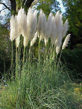 Trawa Pampasowa Witte Pluim Cortaderia