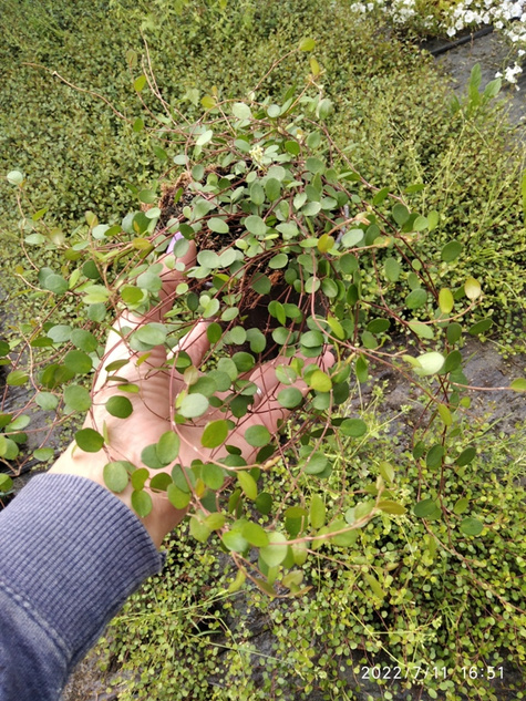 Mulenbekia gęsta Muehlenbeckia complexa ozdobne listki