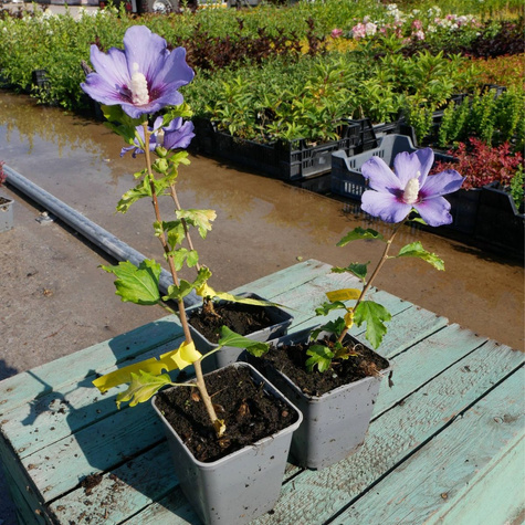 Ketmia syryjska Hibiskus Oiseau Bleu (P9)